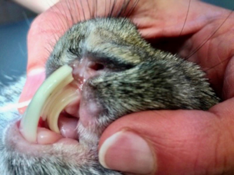 Kaninchen Zahnbehandlung beim Tierarzt Illigen Saarland Kaninchen Zahnbehandlung beim Tierarzt Illigen Saarland