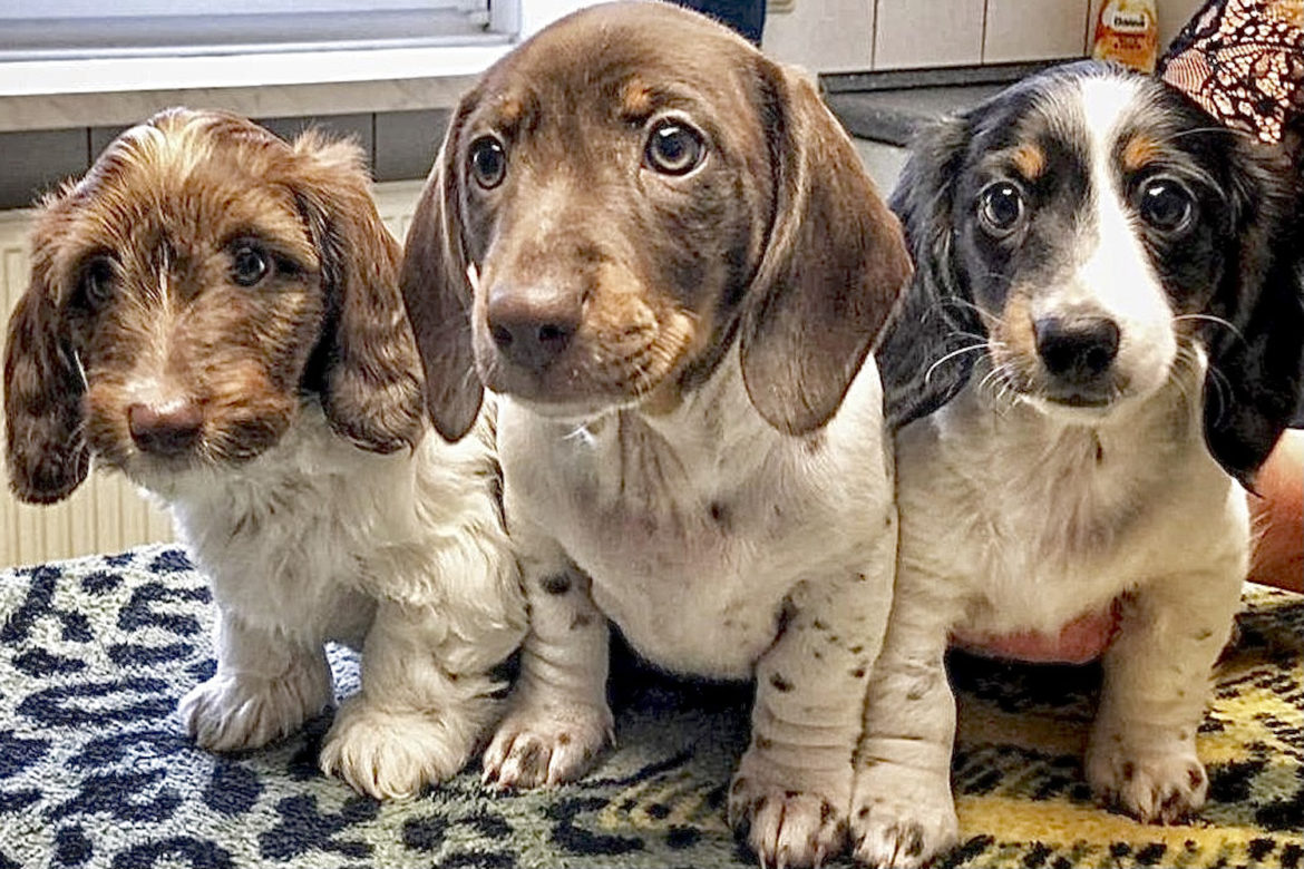 Züchter Betreuung Hundewelpen in der Tierarztpraxis an der ILL Saarland Illingen Züchter Betreuung Hundewelpen in der Tierarztpraxis an der ILL Saarland Illingen