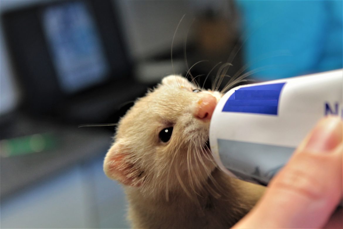 Tierarztpraxis AN DER ILL Notdienst Tierarzt Saarland Illingen 22 Tierarztpraxis AN DER ILL Notdienst Tierarzt Saarland Illingen 22